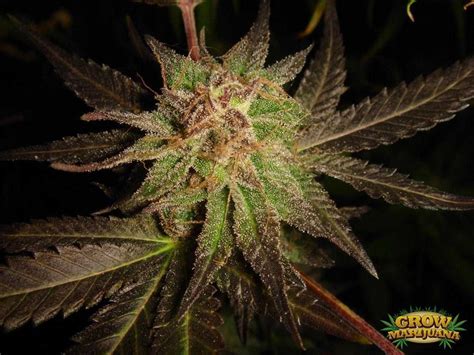 A variety of qualities available, from budget friendly to premium. Durban Poison Seeds - Strain Review | Grow-Marijuana.com