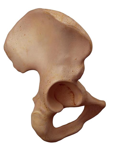 Human Hip Bone Photograph By Sebastian Kaulitzkiscience Photo Library