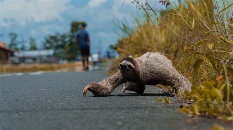 Why Do Sloths Move So Slow Compared To Other Animals Theindonesiaid