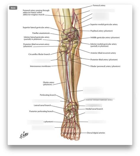 The knee is a strong but flexible hinge joint. Knee Anatomy Quizlet - Human Anatomy