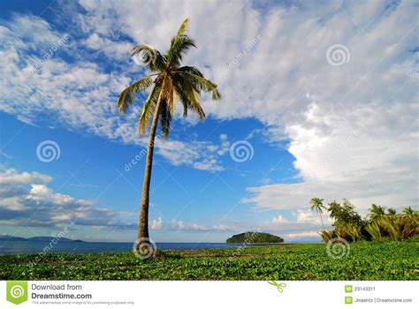 Palm Tree Beach Scene Stock Image Image Of Holiday