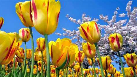 Yellow Red Tulips Flower Wallpapers Nature Images