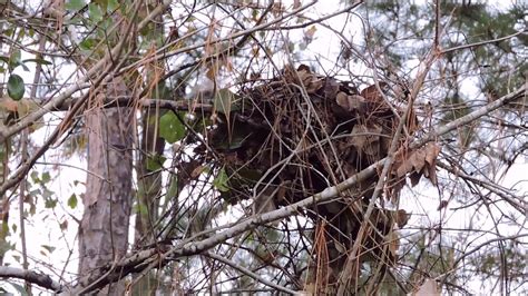 Eastern Gray Squirrels Building A Leaf Nest Or Drey Youtube