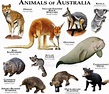 La impresionante variedad de la fauna de Australia | Absolut Viajes