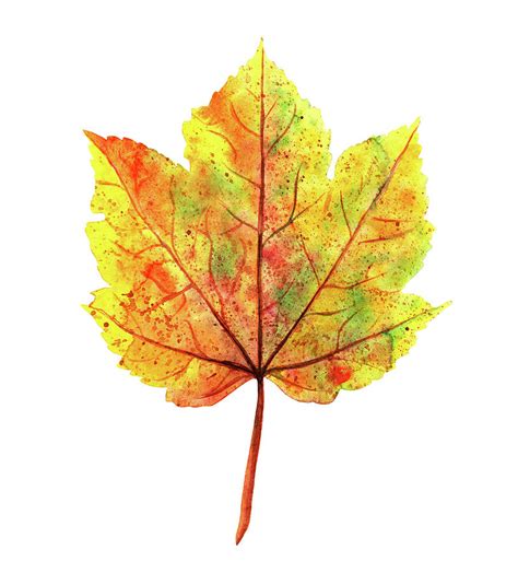 Watercolor Autumn Maple Leaf Painting By Ekaterina Efanova Fine Art America