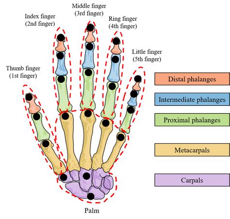 Anatomy Of Hand Skeleton And Definition Of The Palm Fingers Red