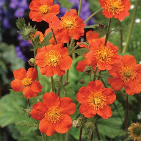 Geum Queen Of Orange Orange Flowering Plants Flowers Perennials