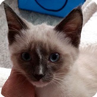 Find a local petco store near you in s. Portland, OR - Siamese. Meet Charlotte a Kitten for Adoption.