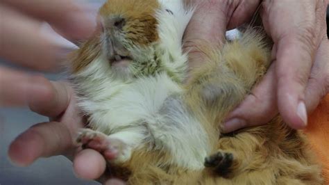 A 5 Year Old Guinea Pig Has Large Soft Swellings On The Left Neck