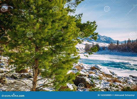 Siberia In Winter Snow Covered Mountain Valley Blue Sky Coniferous