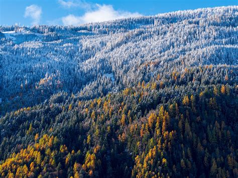 Download Wallpaper 1600x1200 Forest Slope Aerial View Trees Snowy
