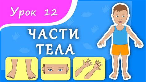 Учим части тела Урок 12 Части тела для малышей Развивающее видео для