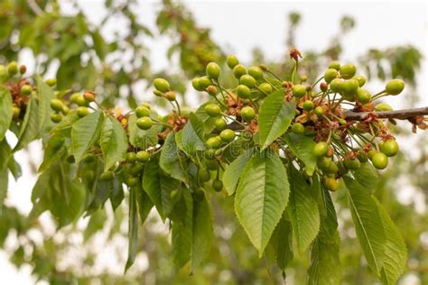 A Cherry Tree With Green Fruits In Early May Stock Photo Image Of