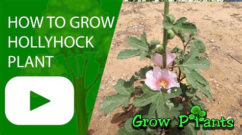 How To Grow Hollyhock Plant Alcea Youtube