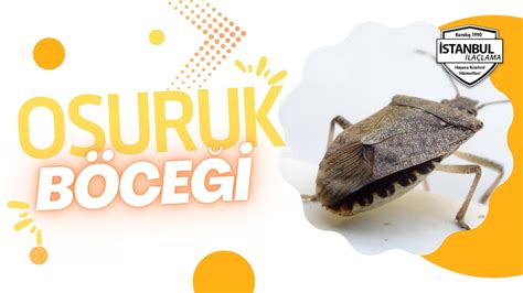 Osuruk Böceği Hakkında bilgiler ve İlaçlama hizmeti İstanbulilaclama