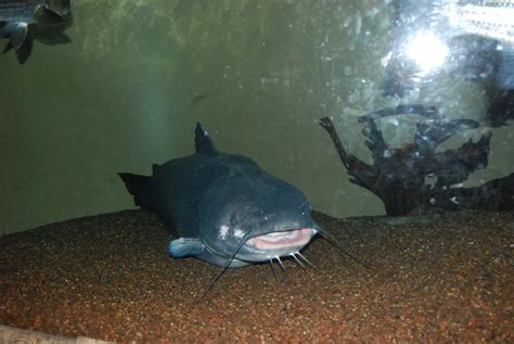 Channel Catfish South Carolina Aquarium Charleston Sc