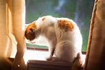 Cat Barbering: Why Cats Excessively Lick & Over-Groom 'Til ...