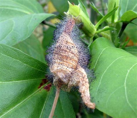 The disease needs moisture as one of its criteria for infection. Gray Mold / Botrytis Blight - Symptoms, Causes ...