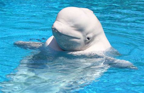 Beluga Whales Also Called White Whales Have White Skin That Is Adapted To Its Habitat In The