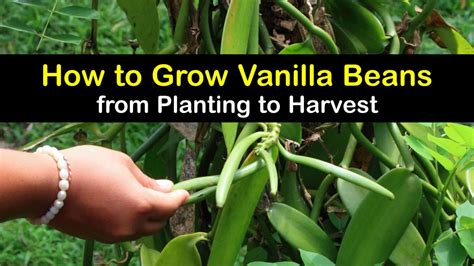 Growing Vanilla Beans Simple Guide To Planting Vanilla Bean Plants