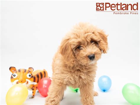 Breeder of mini goldendoodle, toy goldendoodle and f1b goldendoodle puppies for sale in flat rock illinois. Petland Florida has Mini Goldendoodle puppies for sale ...
