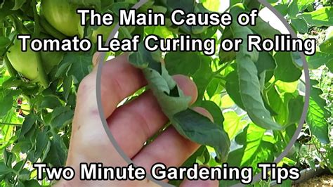 Why Are My Tomato Plant Leaves Curling Or Rolling And What Do I Do To