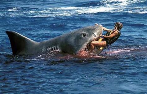 brave cape town resident defeats deadly shark attack and survives at 50 years old 004