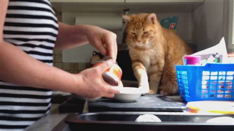 Polite Cat Supervises Feeding Time Youtube