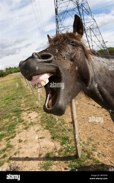 Laughing Horse Stock Photo Royalty Free Image 9123224 Alamy