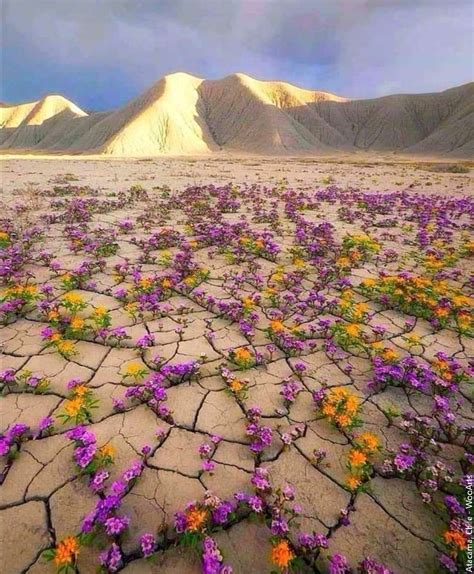 The Desert Of The Atacama Chile