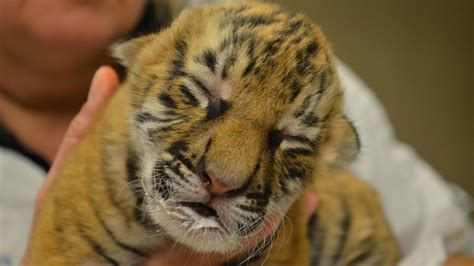 These Newborn Malayan Tiger Cubs Are The Cutest Thing Youll See Today
