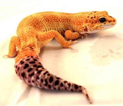Pictures Of Lizards And Geckos