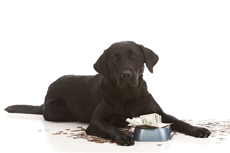 The Most Expensive Dog Food Brands Are They Worth The Price