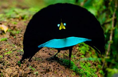 Superb Bird Of Paradise Facts Size Sounds Habitat Pictures
