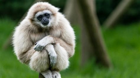 Tapety Zwierząt dzikiej przyrody Małpy Gibony Macaque fauna