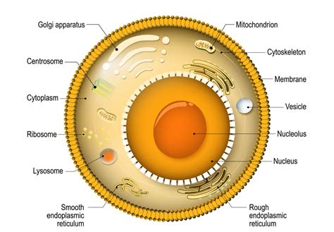 Maybe you would like to learn more about one of these? The cell: Types, functions, and organelles