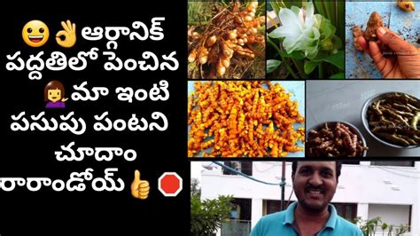 పసుపు Harvest In Teluguorganic Turmeric Harvest In Telugutermeric At