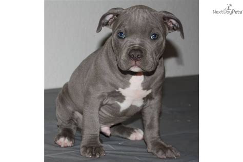 If you are unable to find your american pit bull terrier puppy in our puppy for sale or dog for sale sections, please consider looking thru thousands of american pit bull terrier dogs for adoption. Meet KING TITAN a cute American Pit Bull Terrier puppy for sale for $1,000. KING TITAN MALE ...