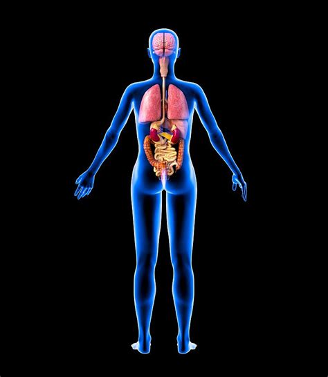 Anatomy Of Internal Organs Female Female Anatomy Isometric Images And