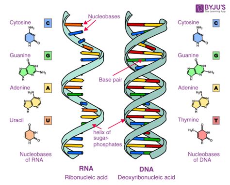 Top 8 Write Two Examples Of Nucleic Acids 2022