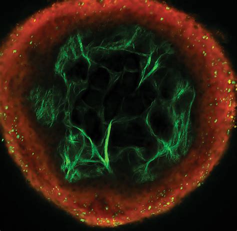 Shg Microscopy Brings Live Cells Into 3d Focus Features Oct 2018