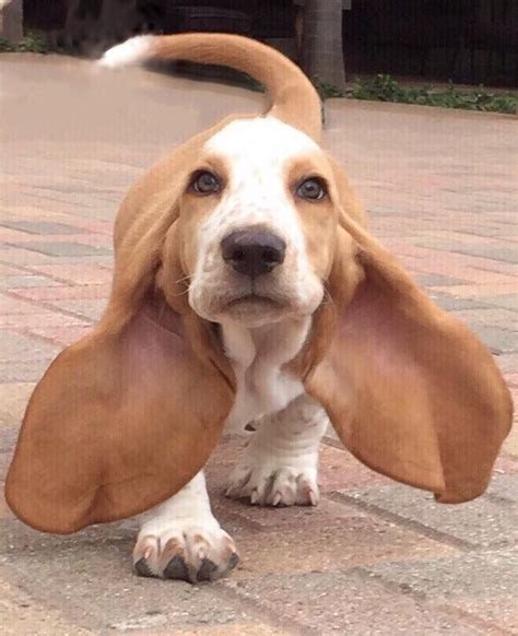 Pin By Miranda Figueroa On Basset Hounds Hound Puppies Cute Dogs