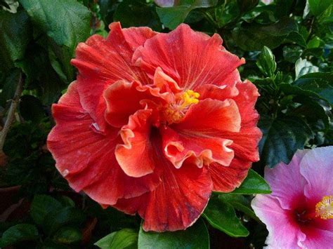 Pin By Ирина On гибискусы Hibiscus Rosa Sinensis Hibiscus Flowers