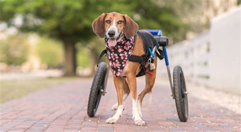 Dogs Can Use A Rear Wheelchair And Still Walk Using All Four Legs