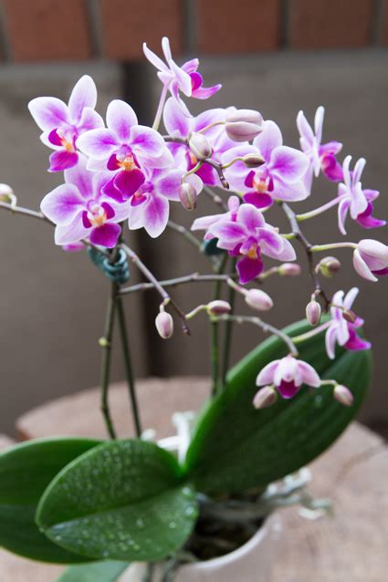 Three Things You Need To Know About Growing Orchids • Greenview Fertilizer