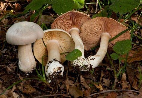 13 Deadliest Mushrooms In The World Dont Munch On These — First