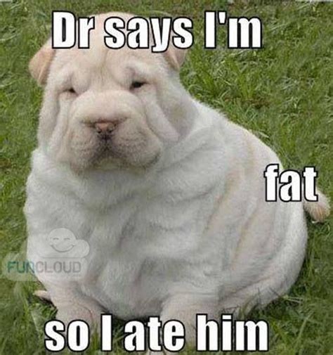 Cute Fat Puppy Funny Caption Sharpe Animals
