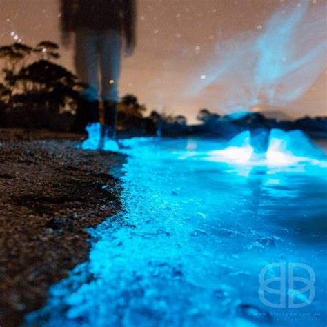 Bioluminescence Sea Sparkles Wordlesstech Tasmania Surfing Waves