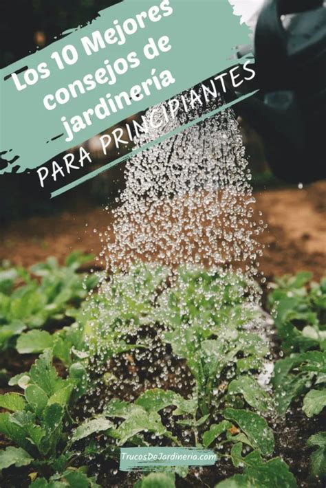 10 Mejores Consejos De Jardinería Para Principiantes En 2020