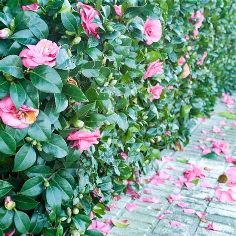 Flowering Hedge Plants 10 Of The Best Bushes For Hedges